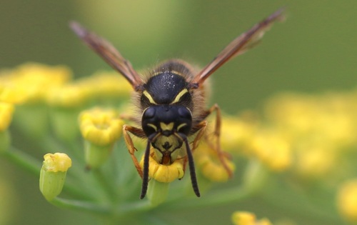 Red-banded Yellowjacket