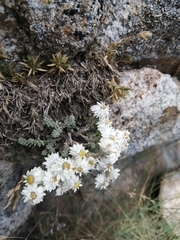 Castroviejoa frigida