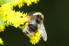 Bombus bohemicus