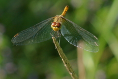 Sympetrum sanguineum