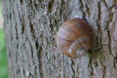 Helix pomatia