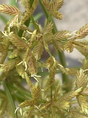 Cyperus dentatus