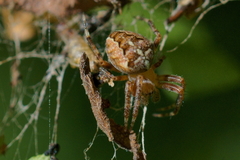 Araneus diadematus