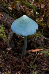 Entoloma virescens