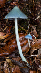 Entoloma virescens