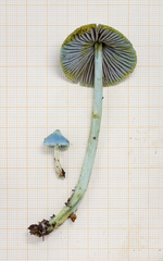 Entoloma virescens