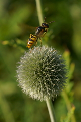 Philanthus triangulum