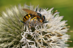 Philanthus triangulum