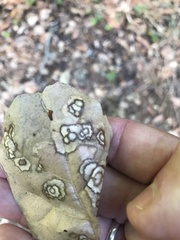 Cristulariella