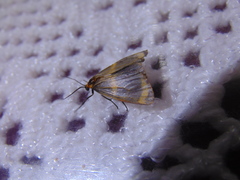 Eudesmia cypris