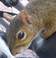 Sciurus carolinensis