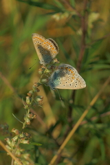 Polyommatus icarus