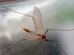 Cheilotrichia cinerascens