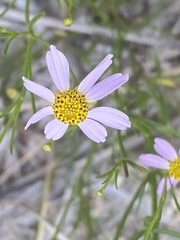 Coreopsis rosea