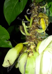 Oecophylla longinoda