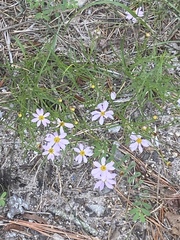 Coreopsis rosea