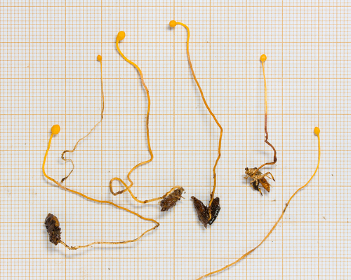 Ophiocordyceps sphecocephala