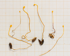 Ophiocordyceps sphecocephala