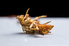 Ophiocordyceps sphecocephala