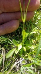Gentianopsis holopetala