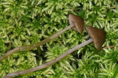 Entoloma cuspidiferum
