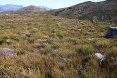 Psoralea mundiana