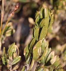 Psoralea mundiana