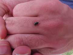 Canthophorus maculipes