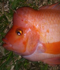 Amphilophus citrinellus