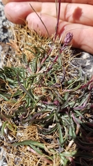 Pyrrocoma apargioides