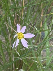 Coreopsis rosea
