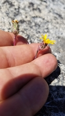 Pyrrocoma apargioides