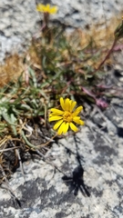 Pyrrocoma apargioides