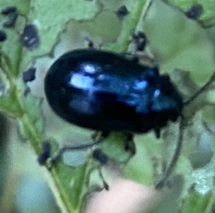 Agelastica alni