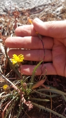 Pyrrocoma apargioides