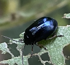 Agelastica alni