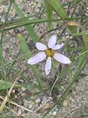 Coreopsis rosea