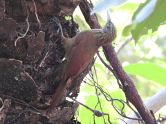 Xiphorhynchus guttatus