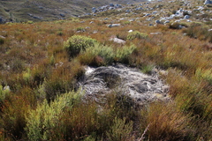 Psoralea mundiana