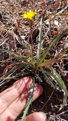 Pyrrocoma apargioides