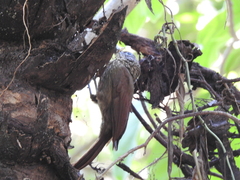 Xiphorhynchus guttatus