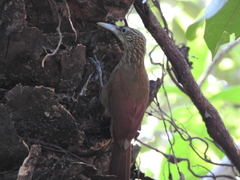 Xiphorhynchus guttatus
