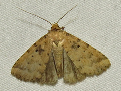 Arugisa lutea