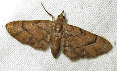 Eupithecia peckorum