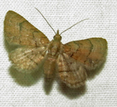 Eupithecia peckorum