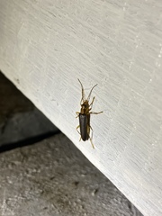 Nacerdes carniolica