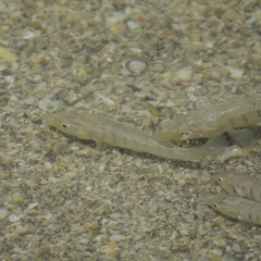 Fundulus similis
