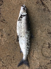 Coregonus clupeaformis