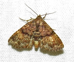 Metalectra richardsi