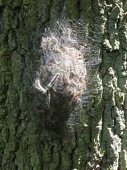 Thaumetopoea processionea